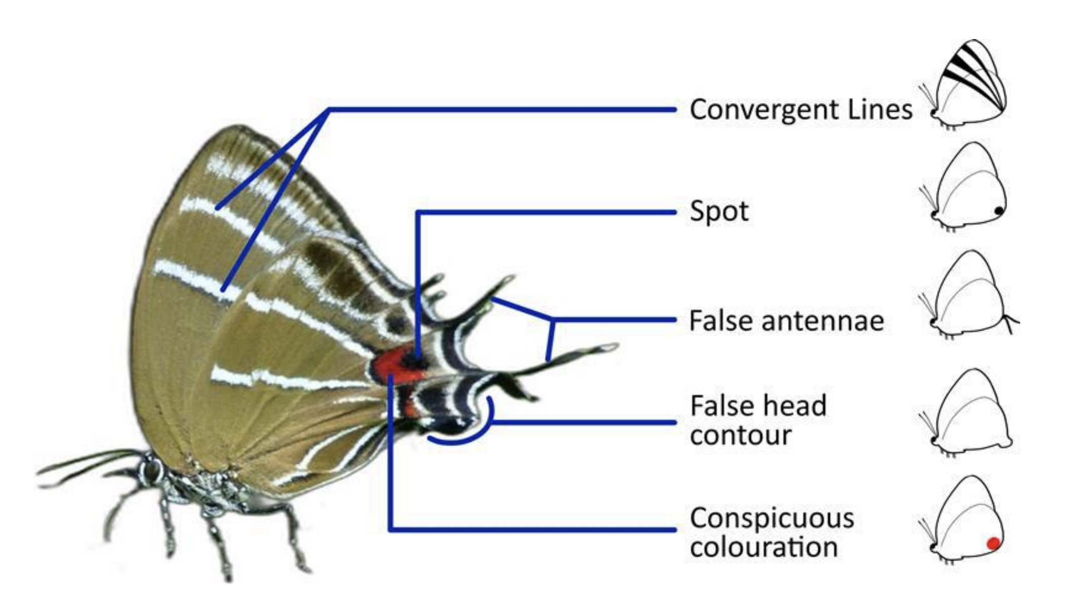 diagram of butterfly with false head features labelled, incl convergent lines, spot, false antennae, false head contour, and conspicuous coloration.